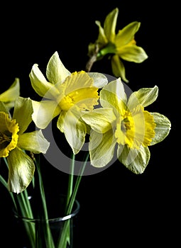 Few gentle beautiful daffodils