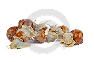 Few grape snails isolated on a white