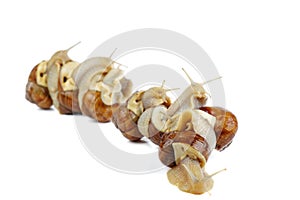 Few grape snails isolated on a white