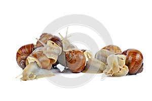 Few grape snails isolated on a white