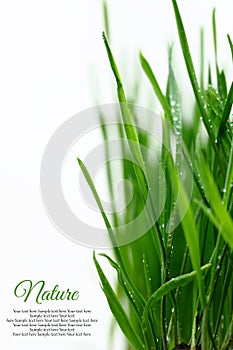 Few green blades of grass photo