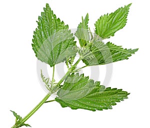 Few green leafs of nettle photo