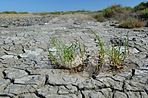 Few green straws in dry deserted land