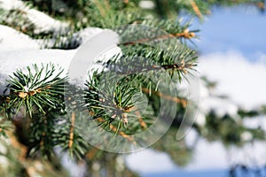 Few green tree branches in the white snow