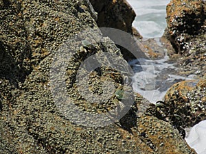 A few grey crab crawling on a rock near the waves of the sea