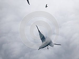 Seagulls fly against a cloudy sky.
