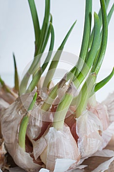 Few heads of sprouted garlic on wooden cutting board close-up view