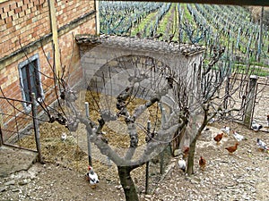 Few hens and rooster in yard of a village house on paddock. Italy.