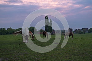 A few horses eat grass in the twilight.