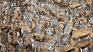 A few hundred springbok at Estosha National Park