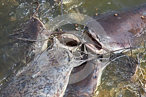 A few hungry catfish with open mouths are trying to snatch food