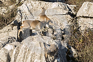 Few ibex goat jumping over rocks and running away