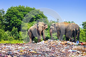 Few indian elephants walking near garbage dump against the background of blue sky and trees