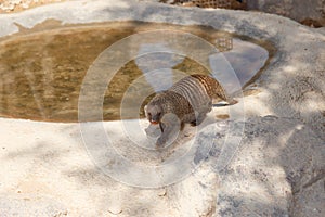 A few individuals Banded mongoose. Mongoose portrait close up