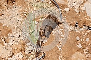 A few individuals Banded mongoose. Mongoose portrait close up