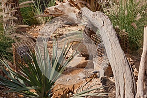 A few individuals Banded mongoose. Mongoose portrait close up