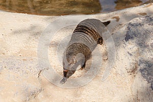 A few individuals Banded mongoose. Mongoose portrait close up