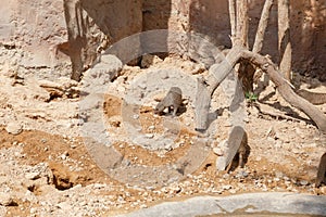 A few individuals Banded mongoose. Mongoose portrait close up