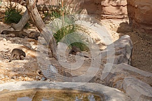 A few individuals Banded mongoose. Mongoose portrait close up