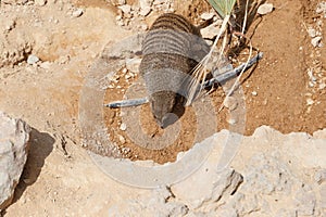 A few individuals Banded mongoose. Mongoose portrait close up