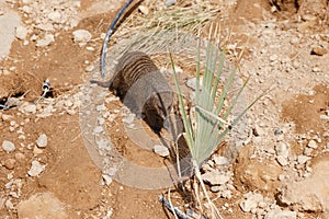 A few individuals Banded mongoose. Mongoose portrait close up.