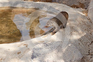 A few individuals Banded mongoose. Mongoose portrait close up