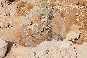 A few individuals Banded mongoose. Mongoose portrait close up.