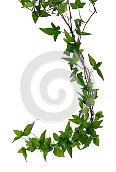 Few Ivy stems isolated over white.