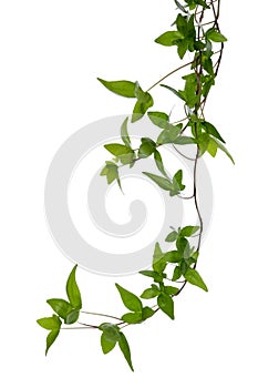 Few Ivy stems isolated over white.