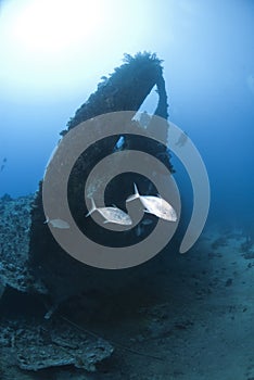 Few Jackfish passing by the stern of a shipwreck.