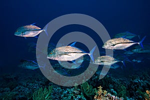 A few large Bluefin trevally fish Caranx melampygus