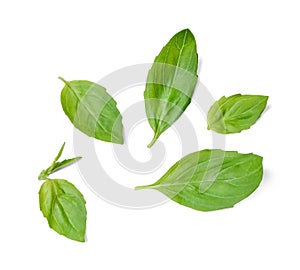 A few leaves of fresh fragrant basil. White isolated background. Top view.