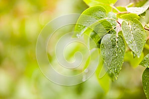 Few leaves with raindrops