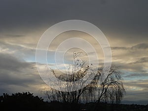 A few little birds stopped on the tree as the dusk approached dim.