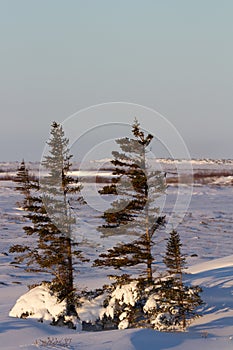 A few lonely white spruce trees standing in snow in the tundra with the needles and branches stripped off the windward