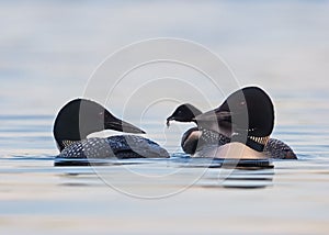 Few loons or great northern diver (Gavia immer) with half of their body under water in closeup