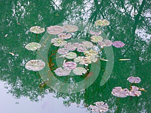 Few lotus Leaf floating on the water