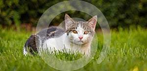 Few months old white tabby tomcat rests in spring grass