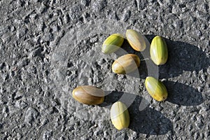 Few multicolored unripe acorns lying on the gray dry asphalt