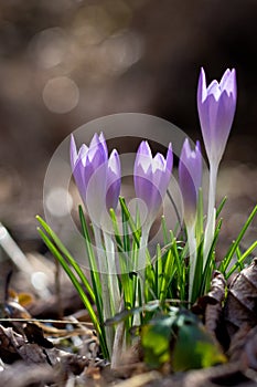 Few open crocus flowers