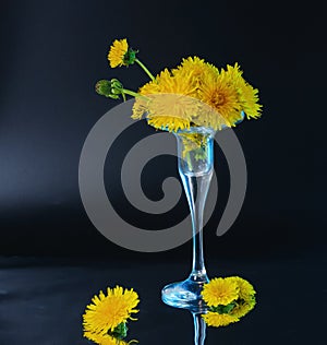 Few opened and half opened dandelion flowers in little glass vase with blue backlight on dark background