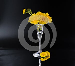 Few opened and half opened dandelion flowers in little glass vase on dark background