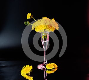 Few opened and half opened dandelion flowers in little glass vase with red backlight on dark background