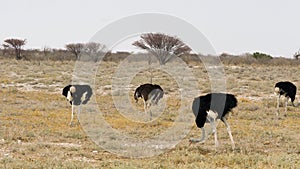 A few ostriches are walking on the grassland with their wings spread wide.