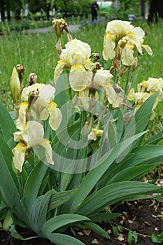 Few pale yellow flowers of Iris germanica