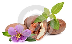 Few pecan nuts, one cracked.