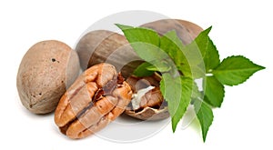 Few pecan nuts, one cracked