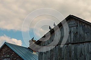A few pigeons sitting on the roof of barn