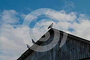 A few pigeons sitting on the roof of barn