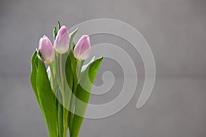 Few pink tulips flowers on grey abstract background. Isolated flowers on a blur background with copy space.